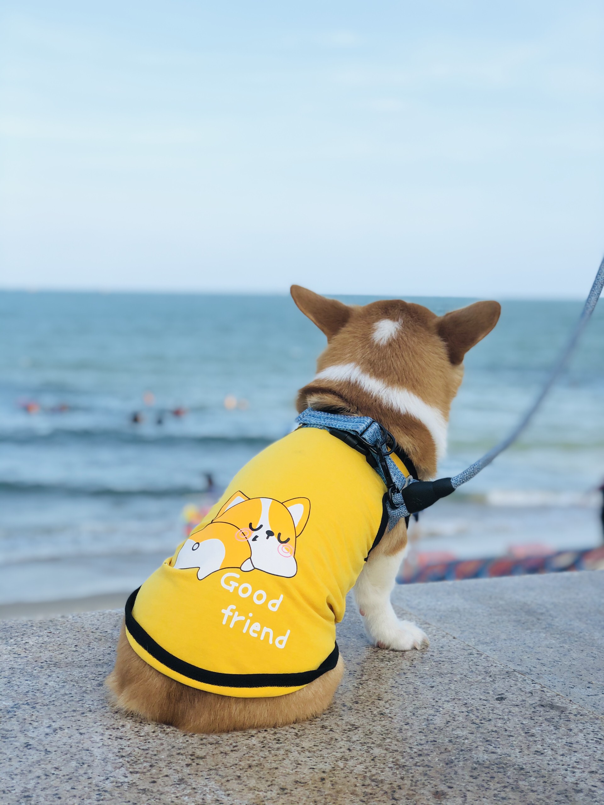 Áo ba lỗ corgi dễ thương - áo cho chó mèo