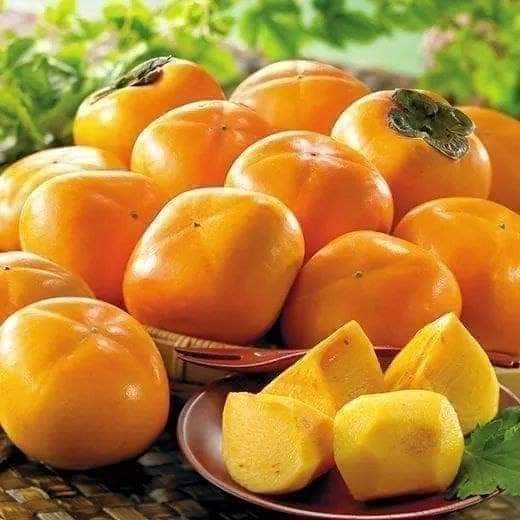 Cây giống hồng giòn nhật bản