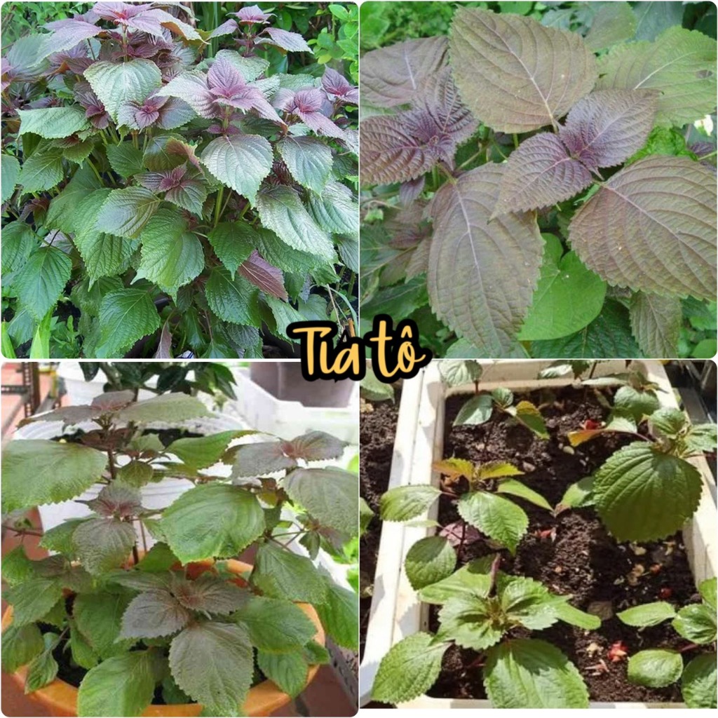 Hạt giống rau tía tô tím dể trồng-gói 0,5gram