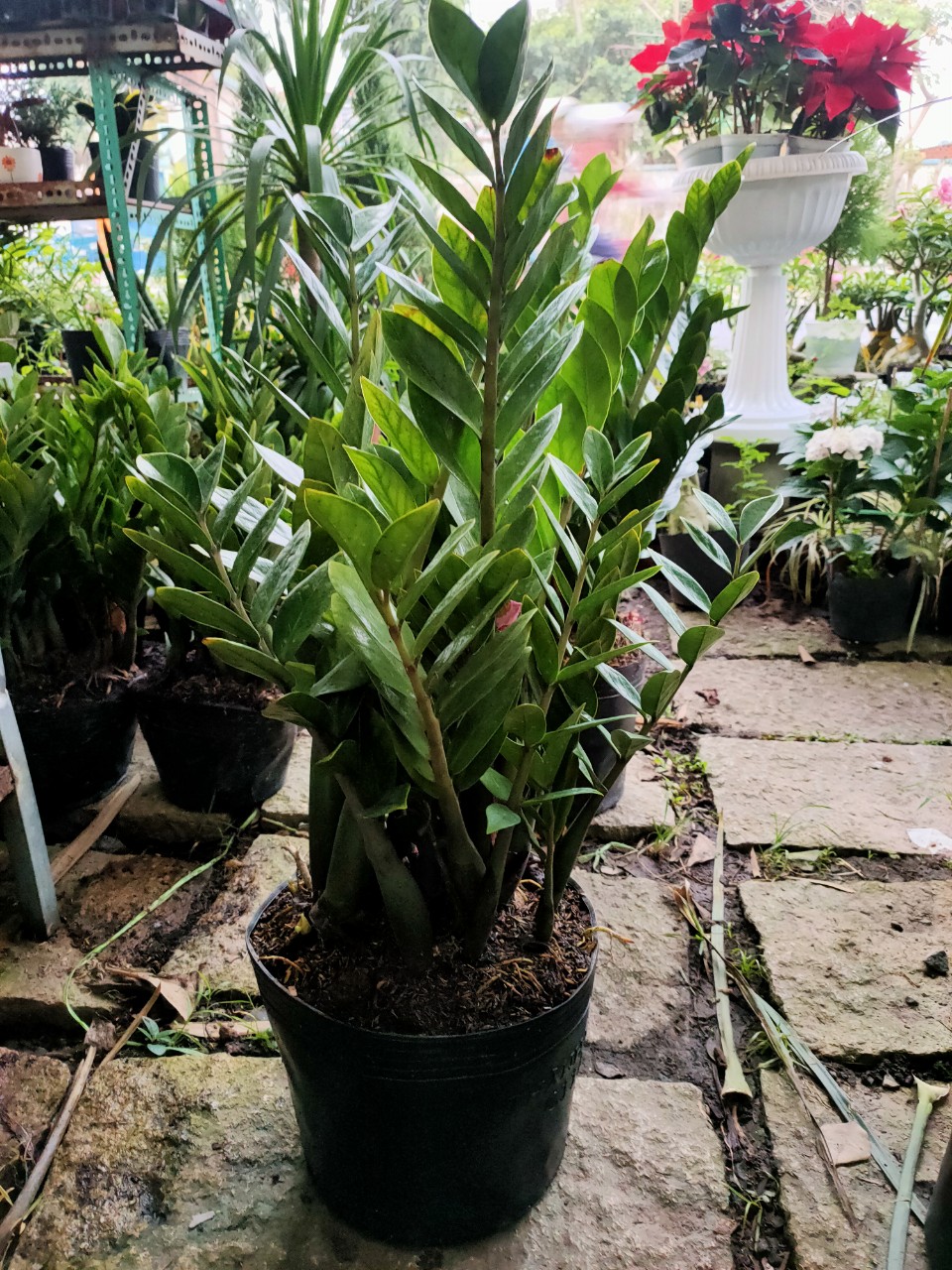 Cây kim tiền size 75 đến 80cm