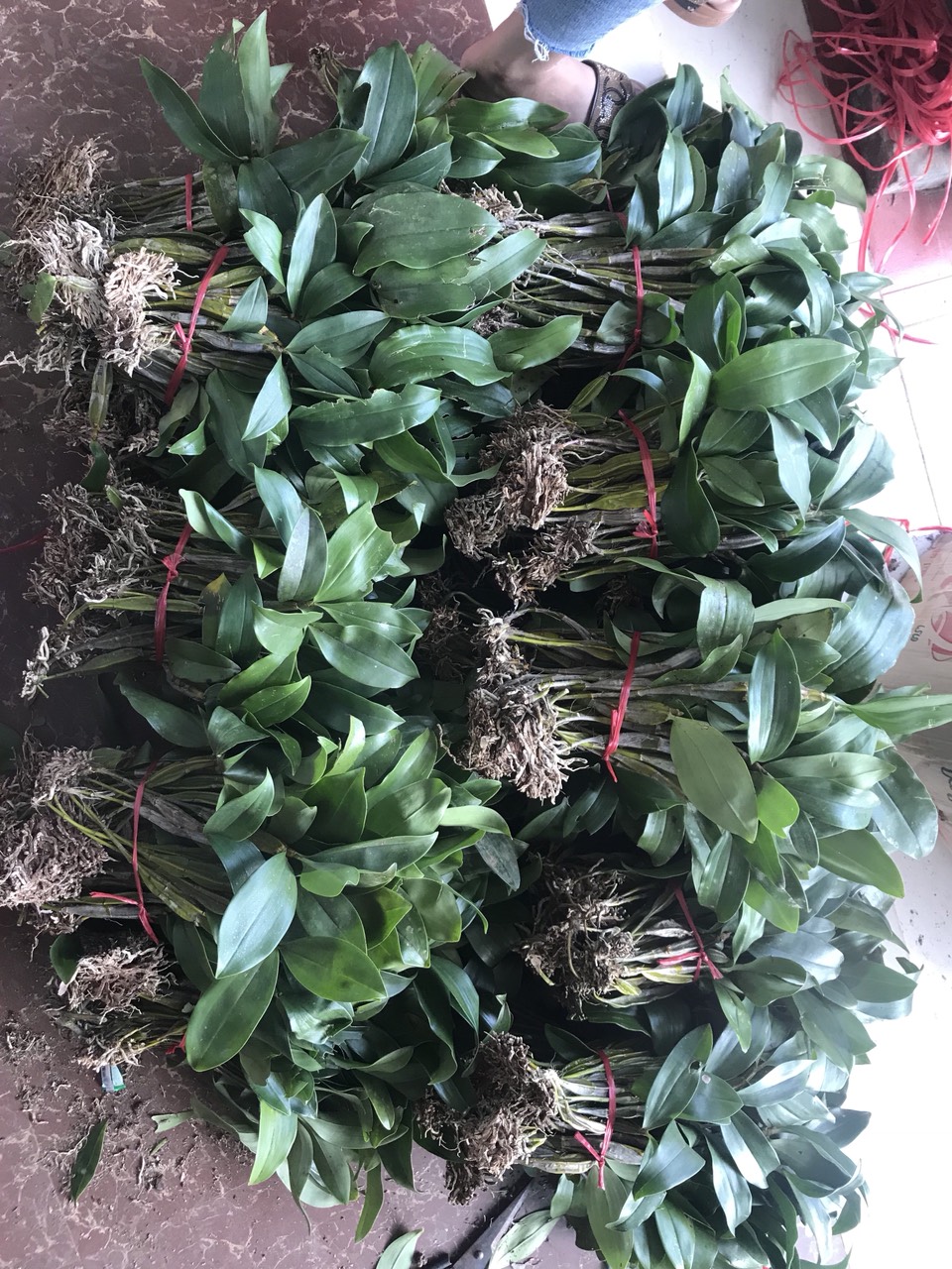 Lan rừng kiều vuông bó 200g 55k