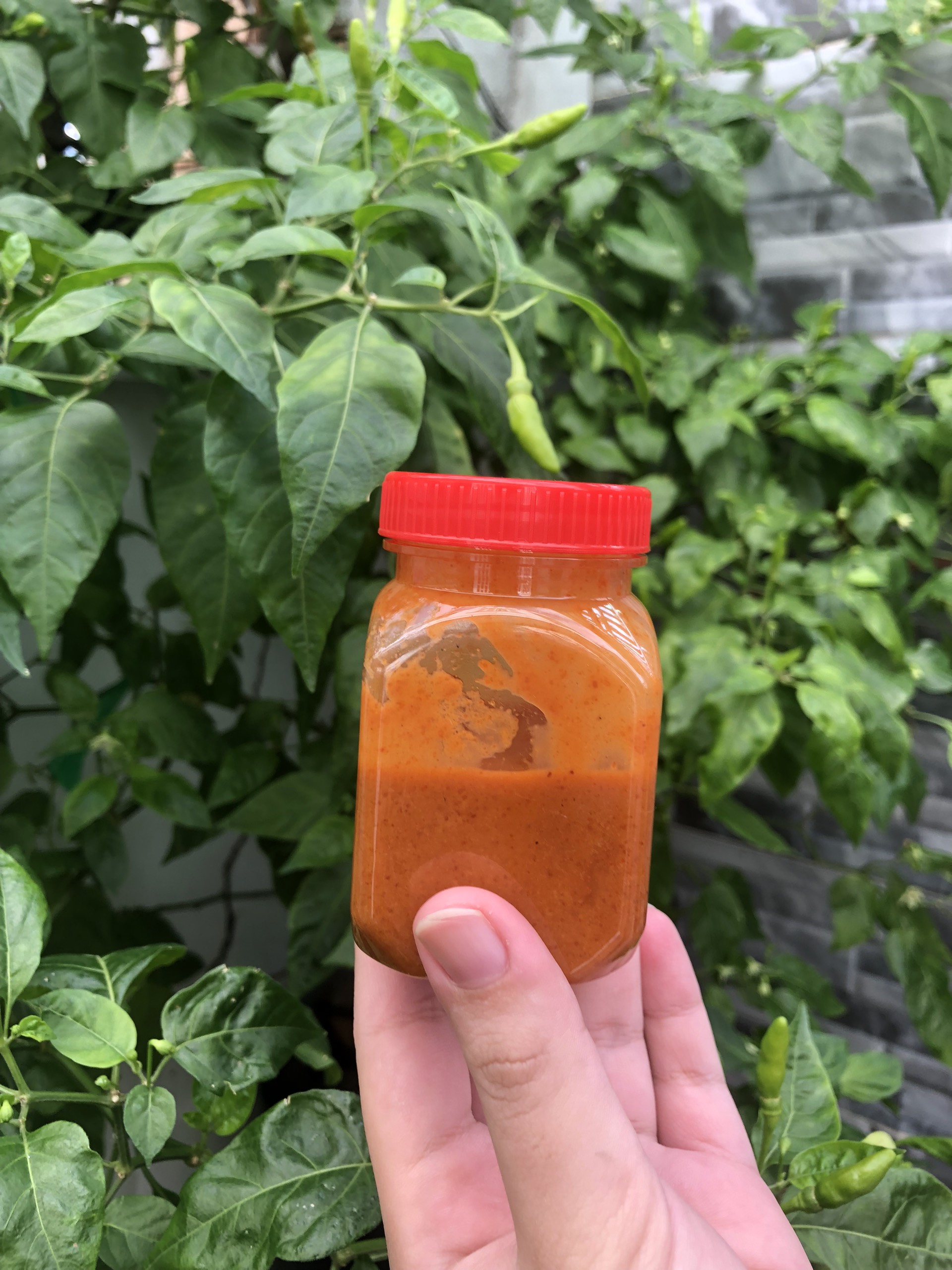 Nước sốt tắc. Nước sốt chấm bánh tráng . Đặc sản Tây Ninh. Ăn vặt Thanh Trúc 3