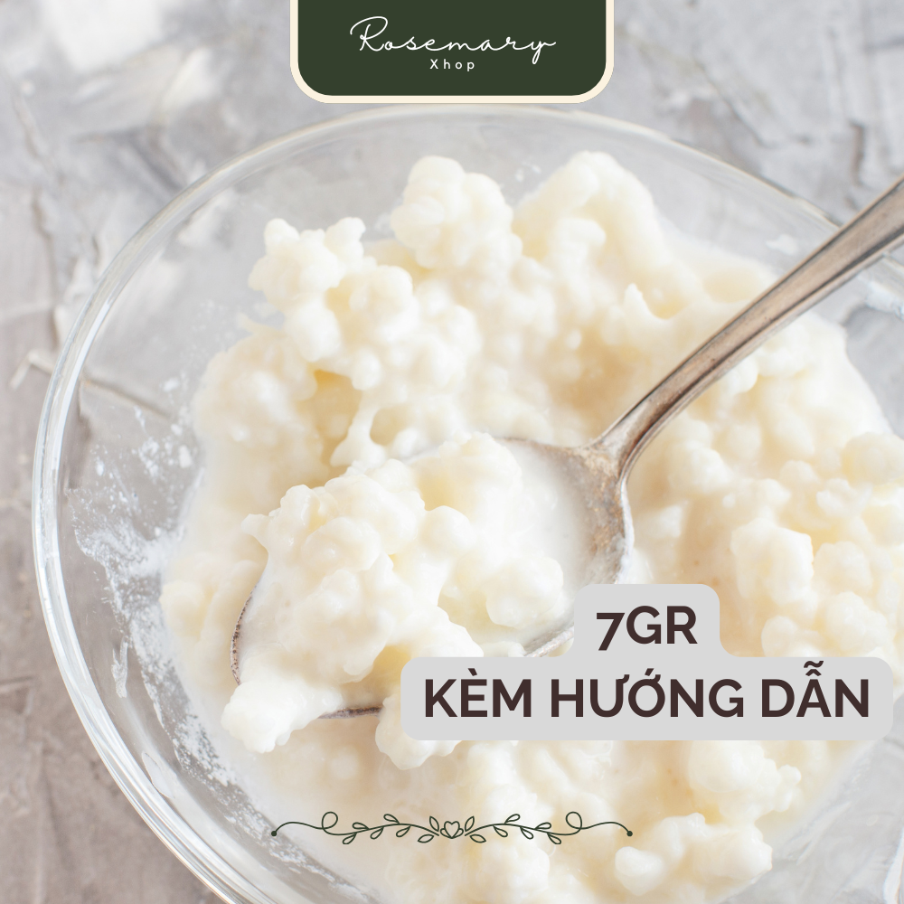 Nấm sữa chua kefir - 9gr- RosemaryXhop