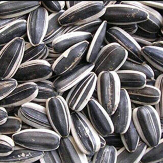 SỈ 1.2KG HẠT HƯỚNG DƯƠNG ĐÃ SẤY CHÍN ĂN LIỀN TO MẨY
