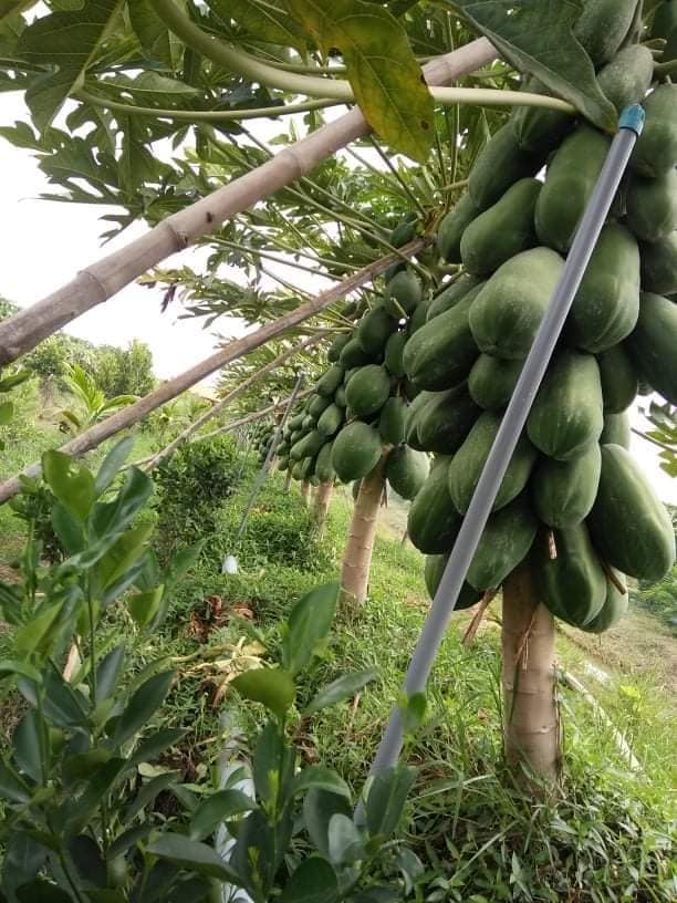Hạt giống đu đủ long an gói 5 hạt - đu đủ ruột vàng