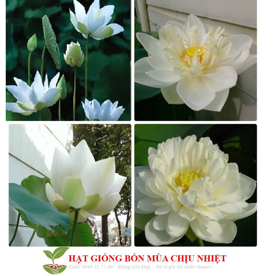 Hạt giống hoa sen trắng - 4 hạt đến mùa trồng tết
