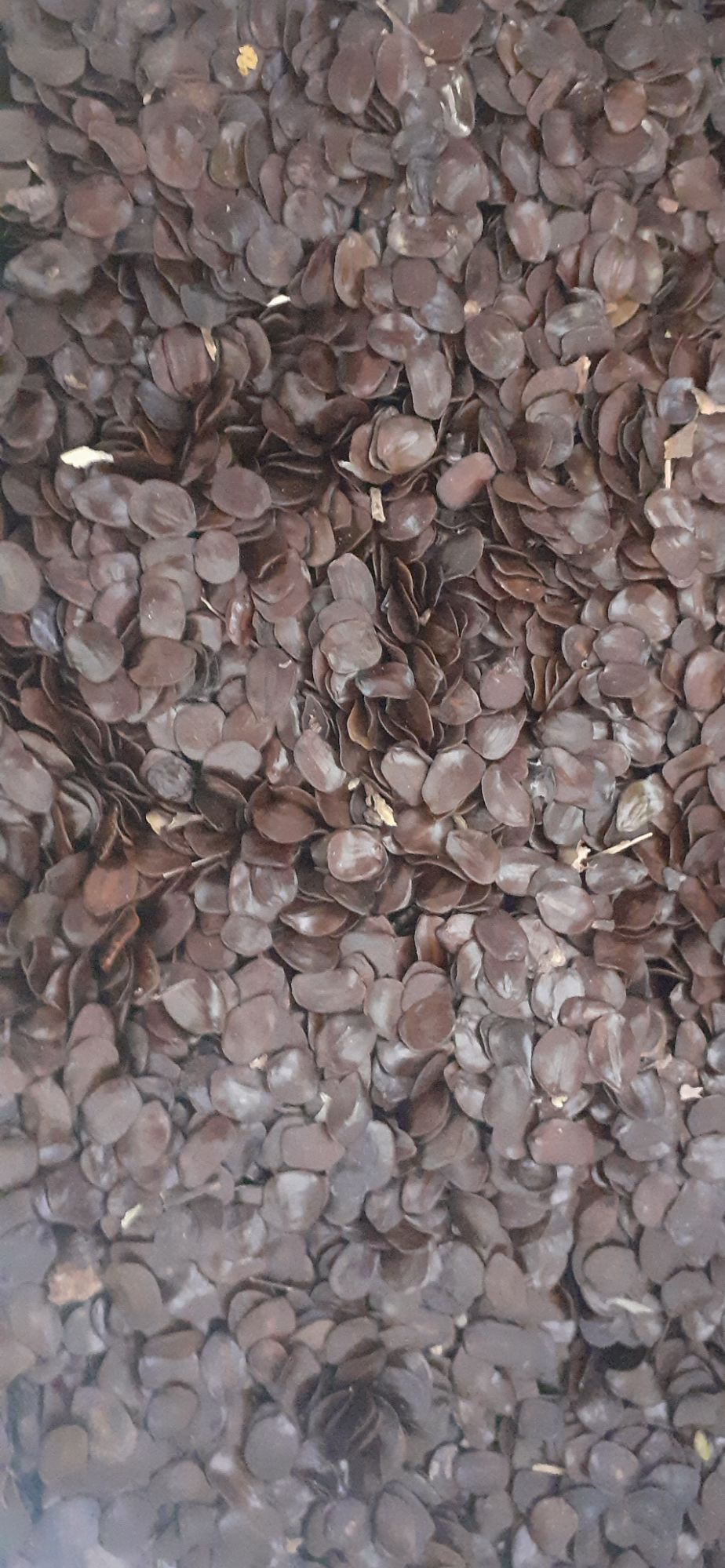 50gram hạt muồng đen