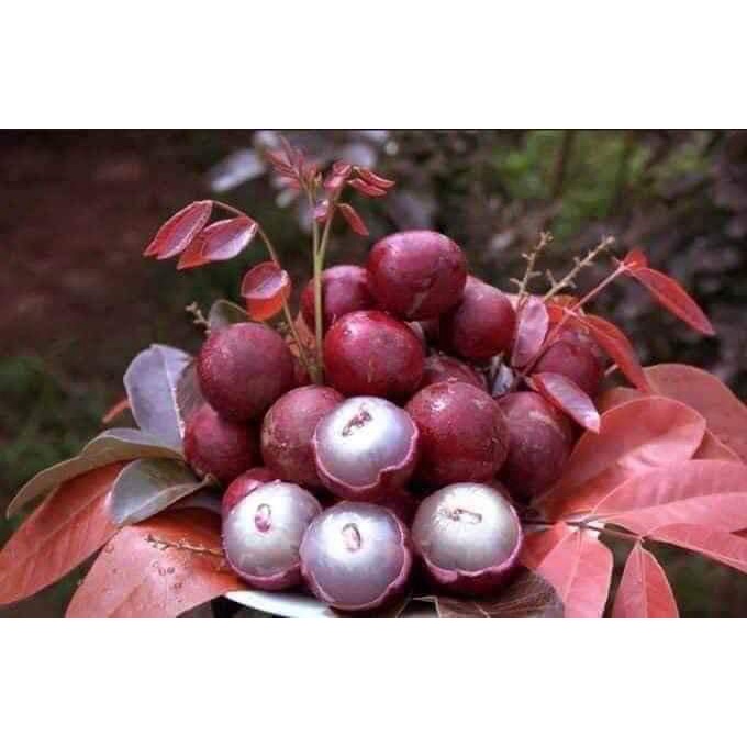 Cây Giống Nhãn Tím Ghép Chuẩn Giống