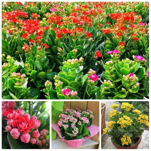 Set 5 gói hạt giống hoa sống đời kép