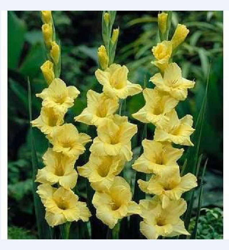 Tổng hợp Hoa Lay Ơn Vàng giá rẻ, bán chạy tháng 10/2023 - BeeCost Tổng Hợp Hoa Lay Ơn Vàng Giá Rẻ, Bán Chạy Tháng 10/2023 - Beecost