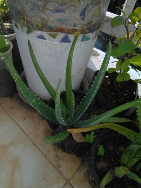 Cây nha đam, giống Mỹ, cây giống