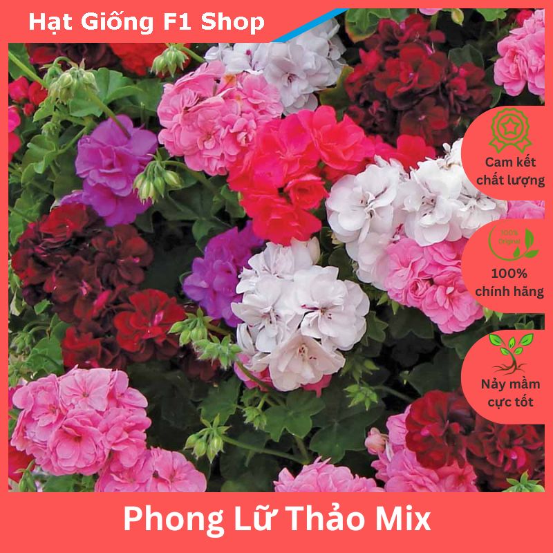 Hạt Giống Hoa Phong Lữ Thảo Mix F1 Trồng Chậu Xuất Xứ Đức (20H) (099.F1)