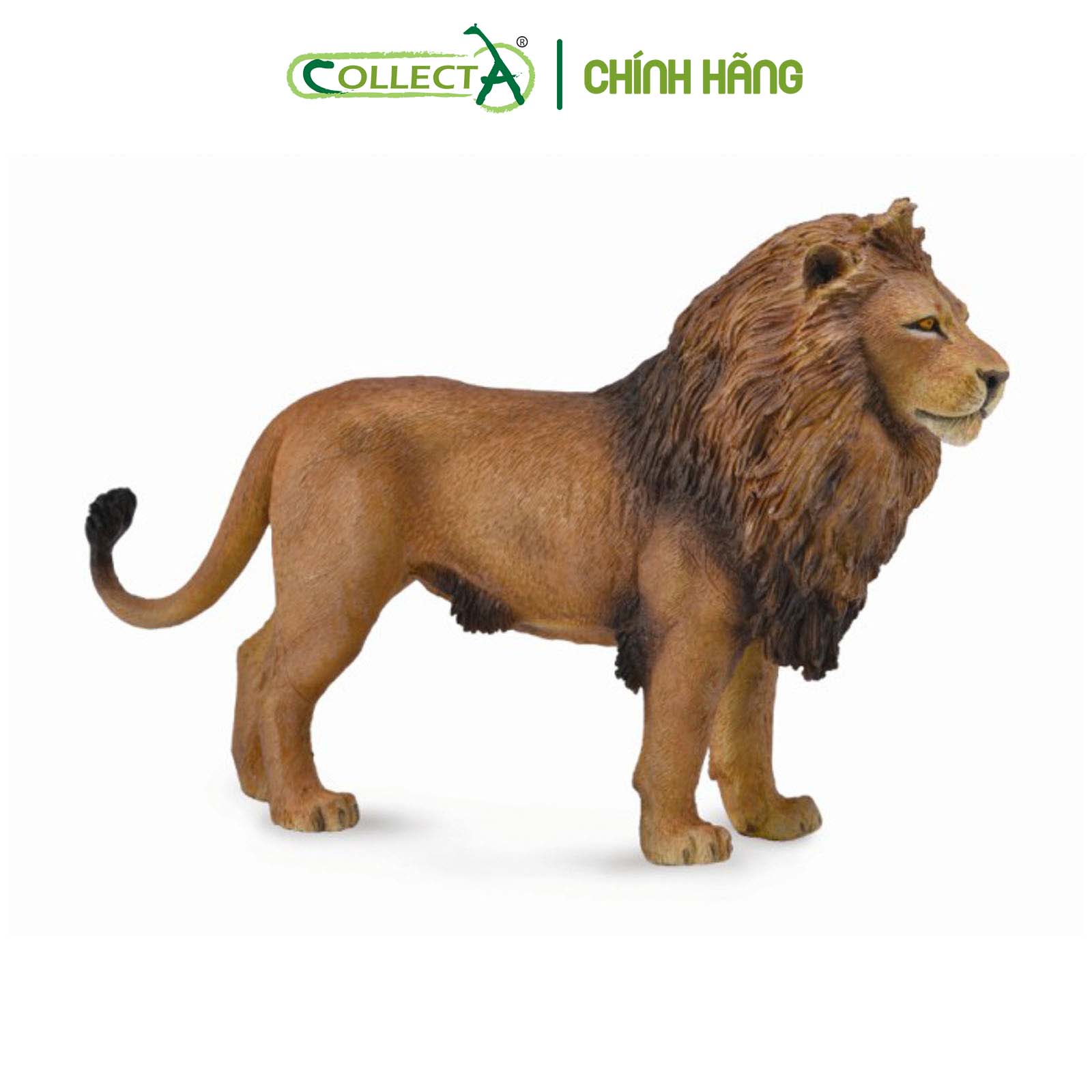 Đồ chơi mô hình động vật CollectA Sư Tử bố - African Lion