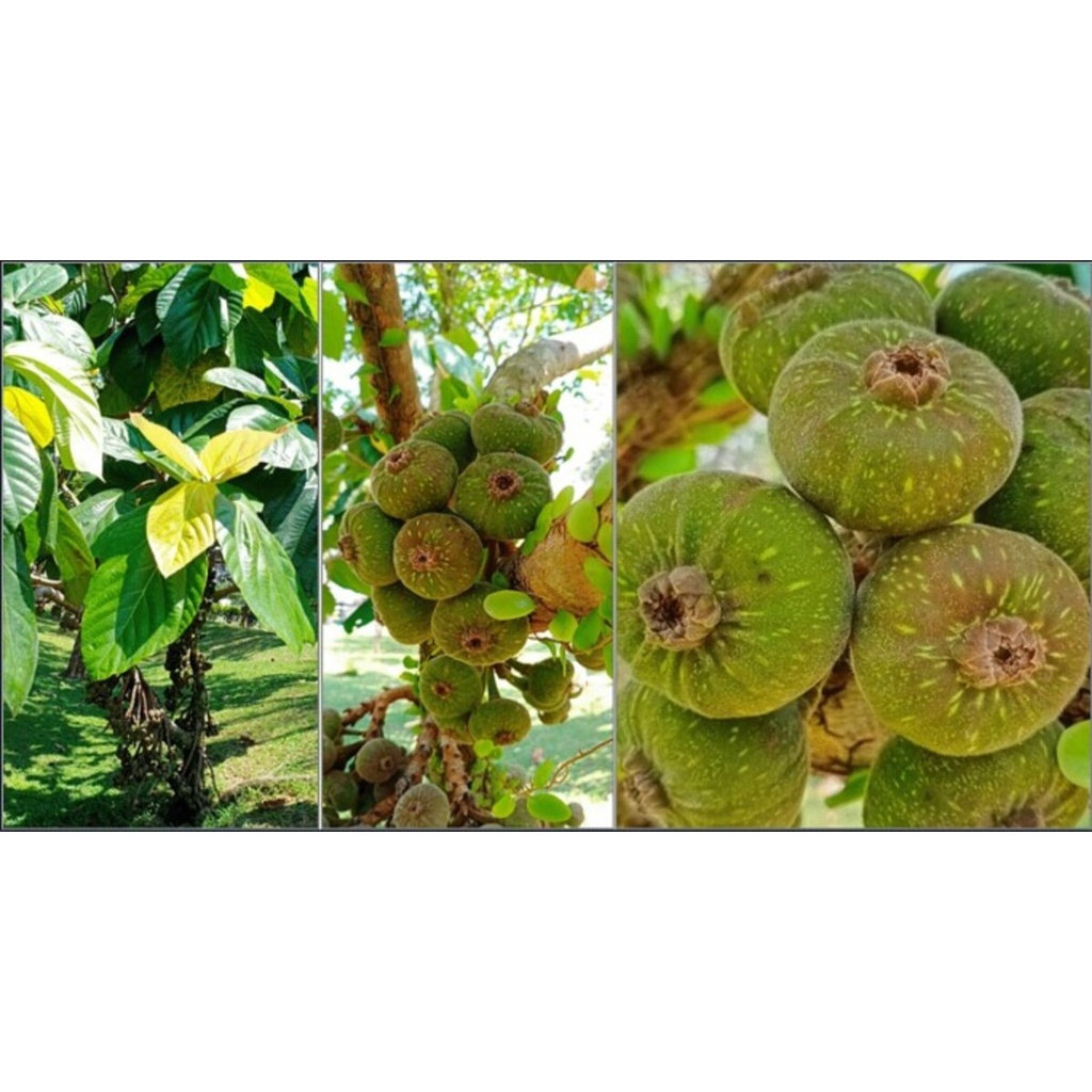 Cây vả mật giống