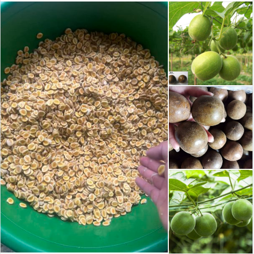 Hạt giống cây la hán quả - 3 hạt