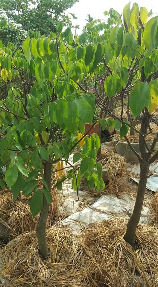 Cây giống khế ngọt-khế chua -free ship từ 50k