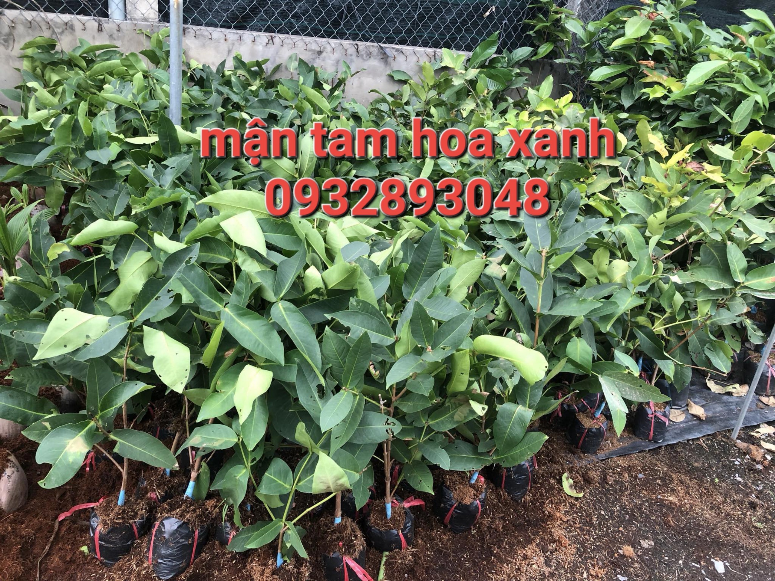 Cây mận tam hoa xanh,roi xanh