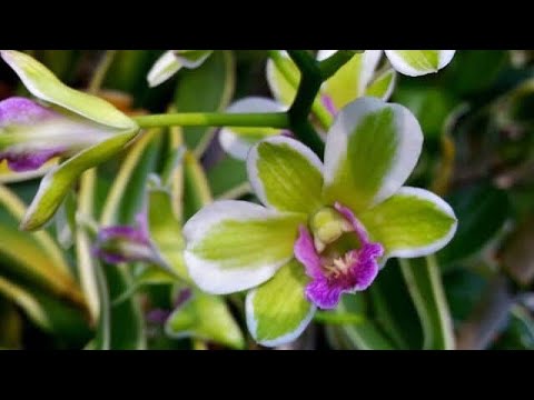 Lan Dendro đột biến lá chớp