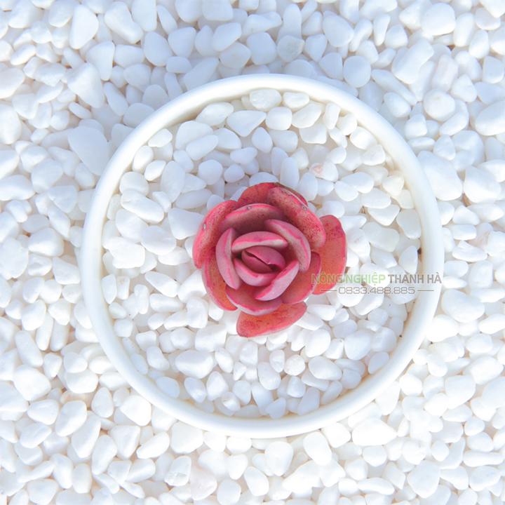Sỏi trắng trang trí kích thước 1x2cm