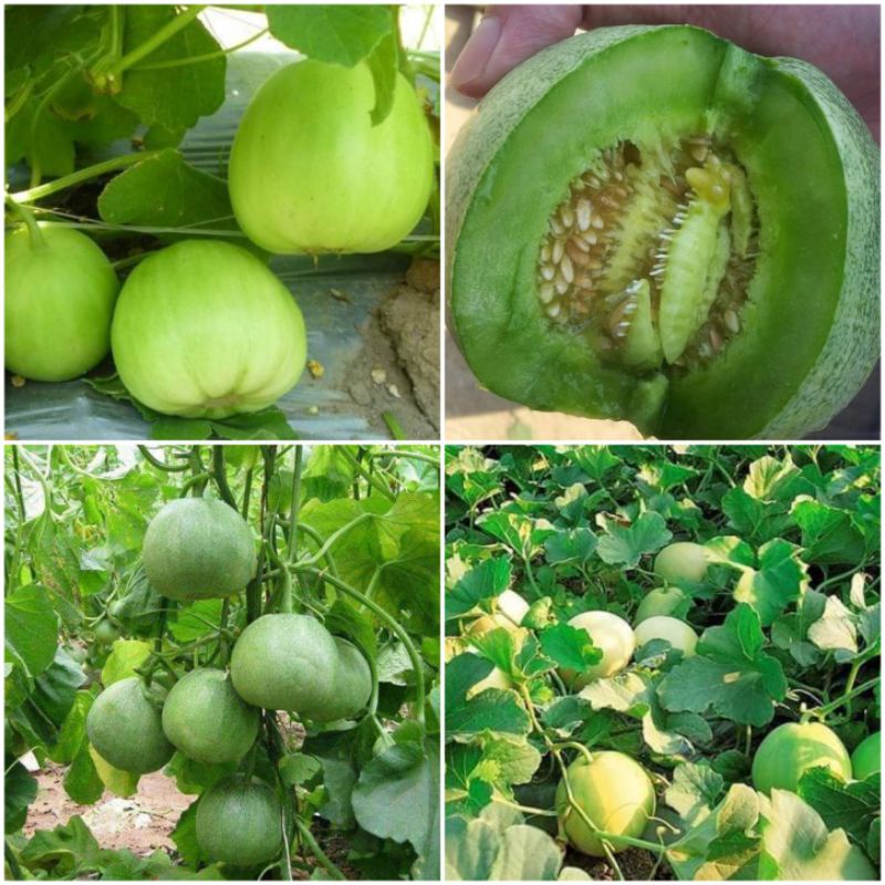 Hạt giống Dưa lê siêu ngọt