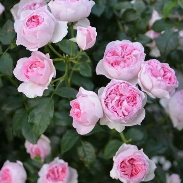 Hoa Hồng Mon Coeur Rose