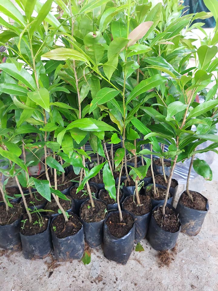 Combo 10 cây mai con quấn rễ (cao từ 40cm đến 45cm)