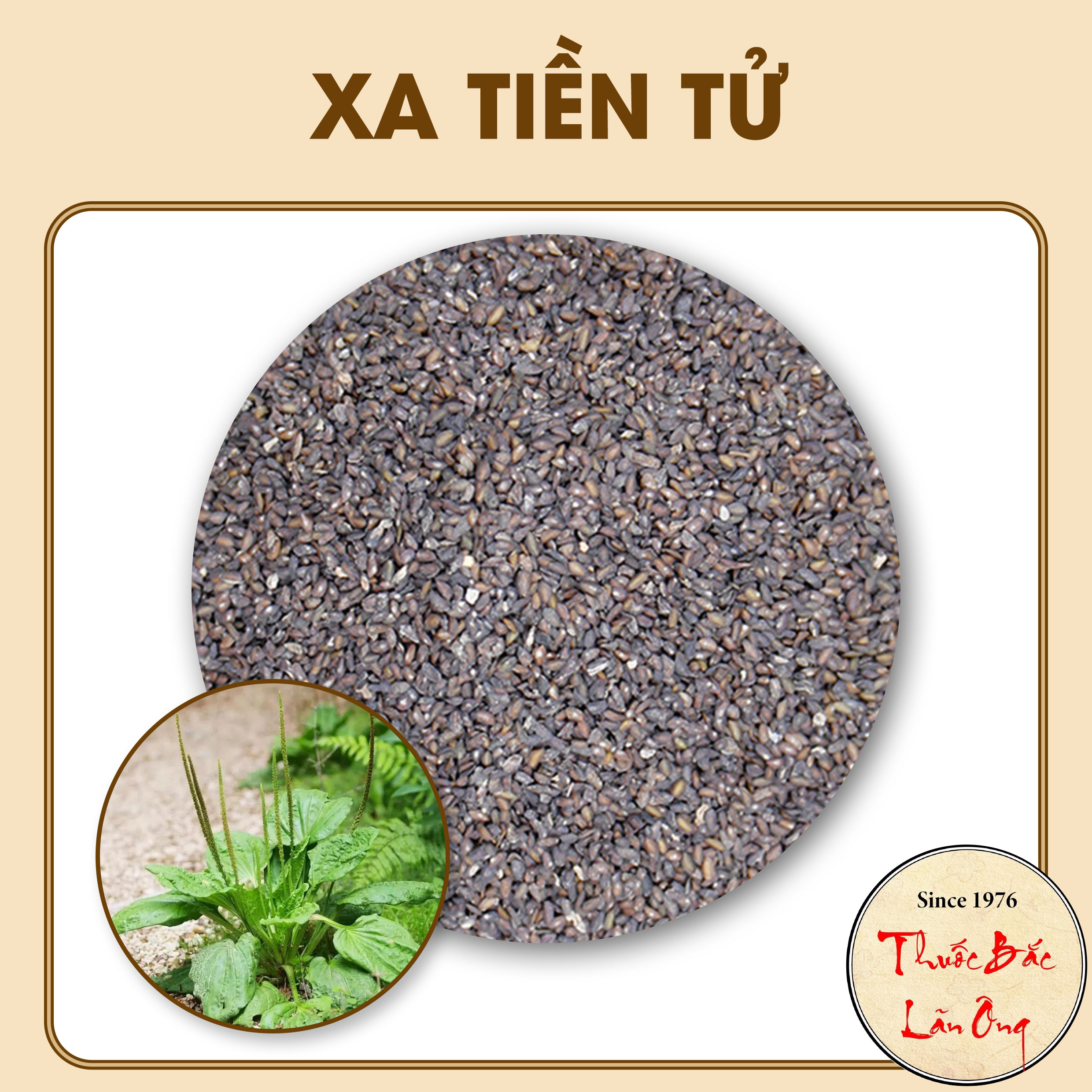 Xa tiền tử khô 100g - lãn ông