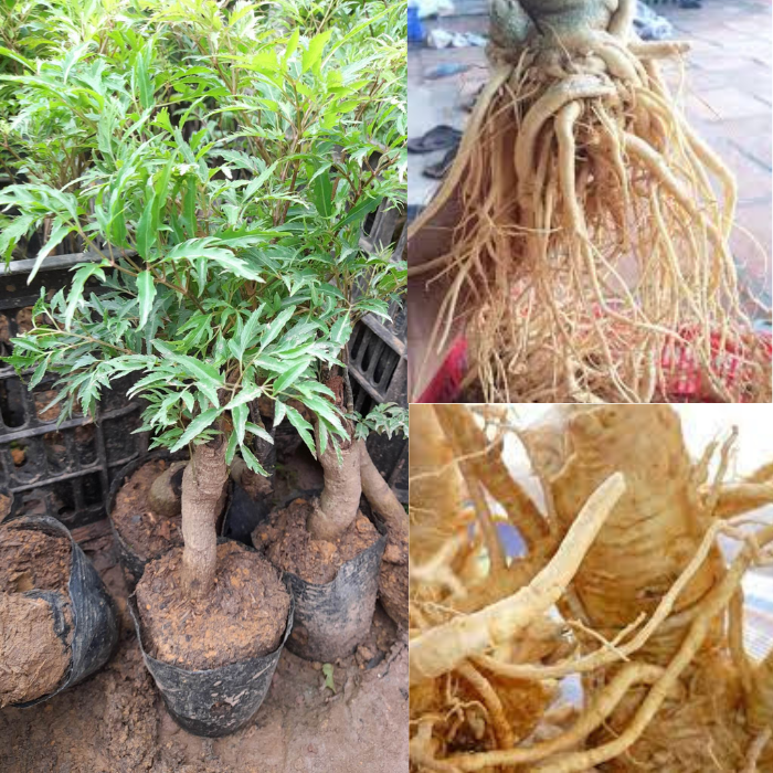 Cây Đinh Lăng Gốc To Khỏe+Tặng kèm phân bón