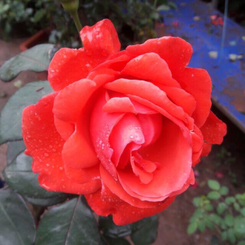 Hoa hồng cổ Tàu đỏ cam - hoa to, siêng hoa
