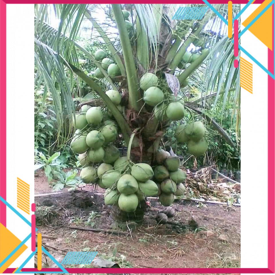 cây dừa sửa ngọt ăn được vỏ : nước dừa như sữa tươi