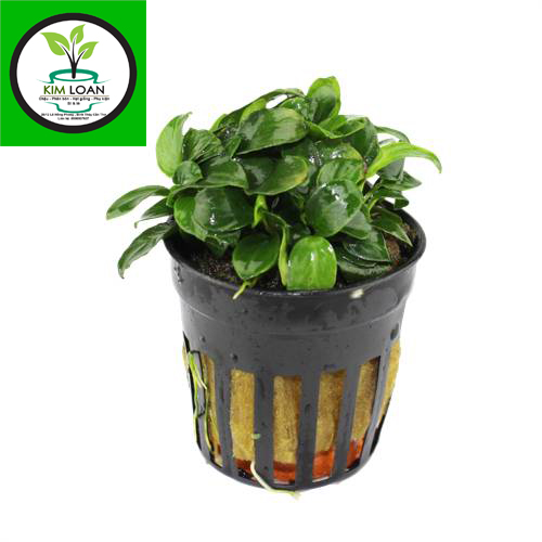Combo 100 chậu cấy mô đường kính 4cm