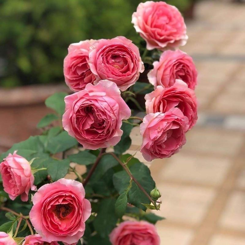 Hoa hồng leo Amandine Chanel cao 1m hoa 7cm thơm chùm