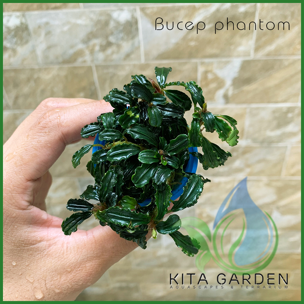 Bucep Mini Phantom | Bucephalandra | Cây Thủy Sinh Giá thể trang trí hồ cá, hồ thủy sinh