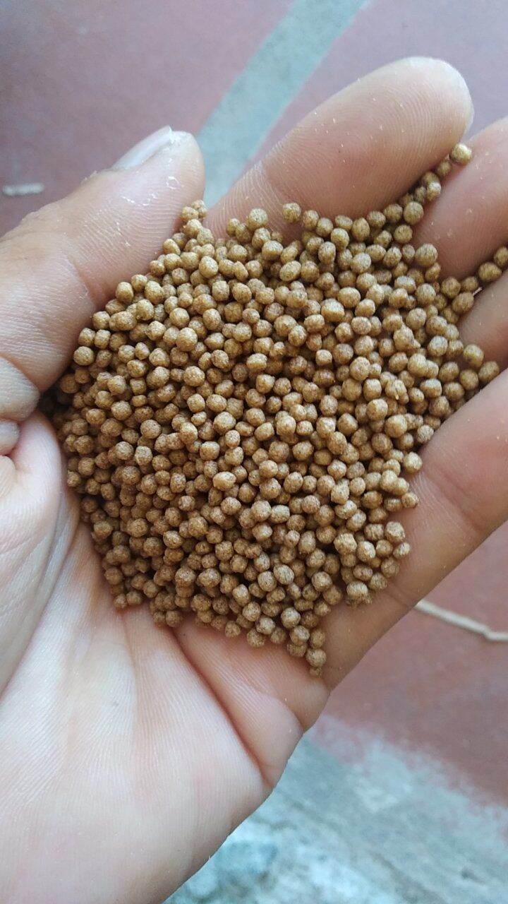 Túi 1kg cám cá vàng 2mm American dolphin feed coin dành cho Ranchu, pingpong... tăng size thần tốc.