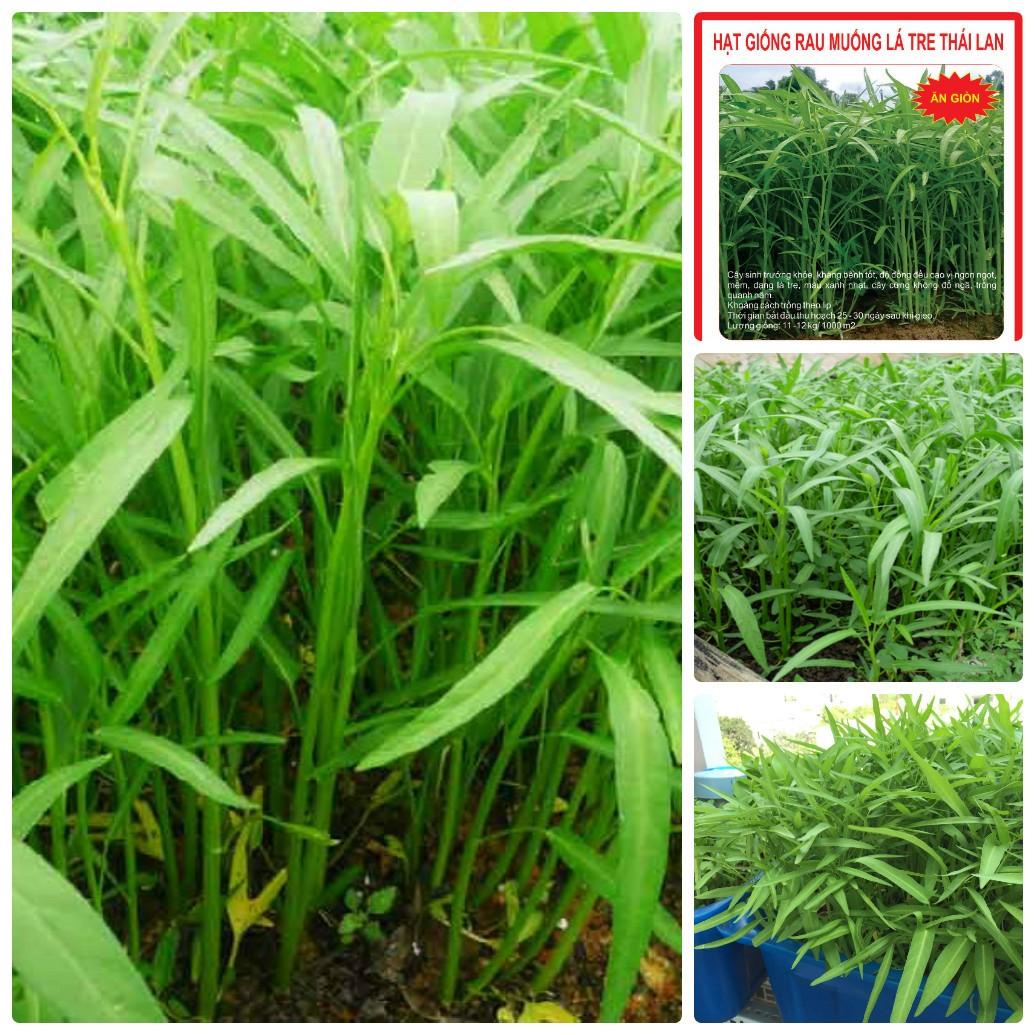 Hạt giống rau muống lá tre