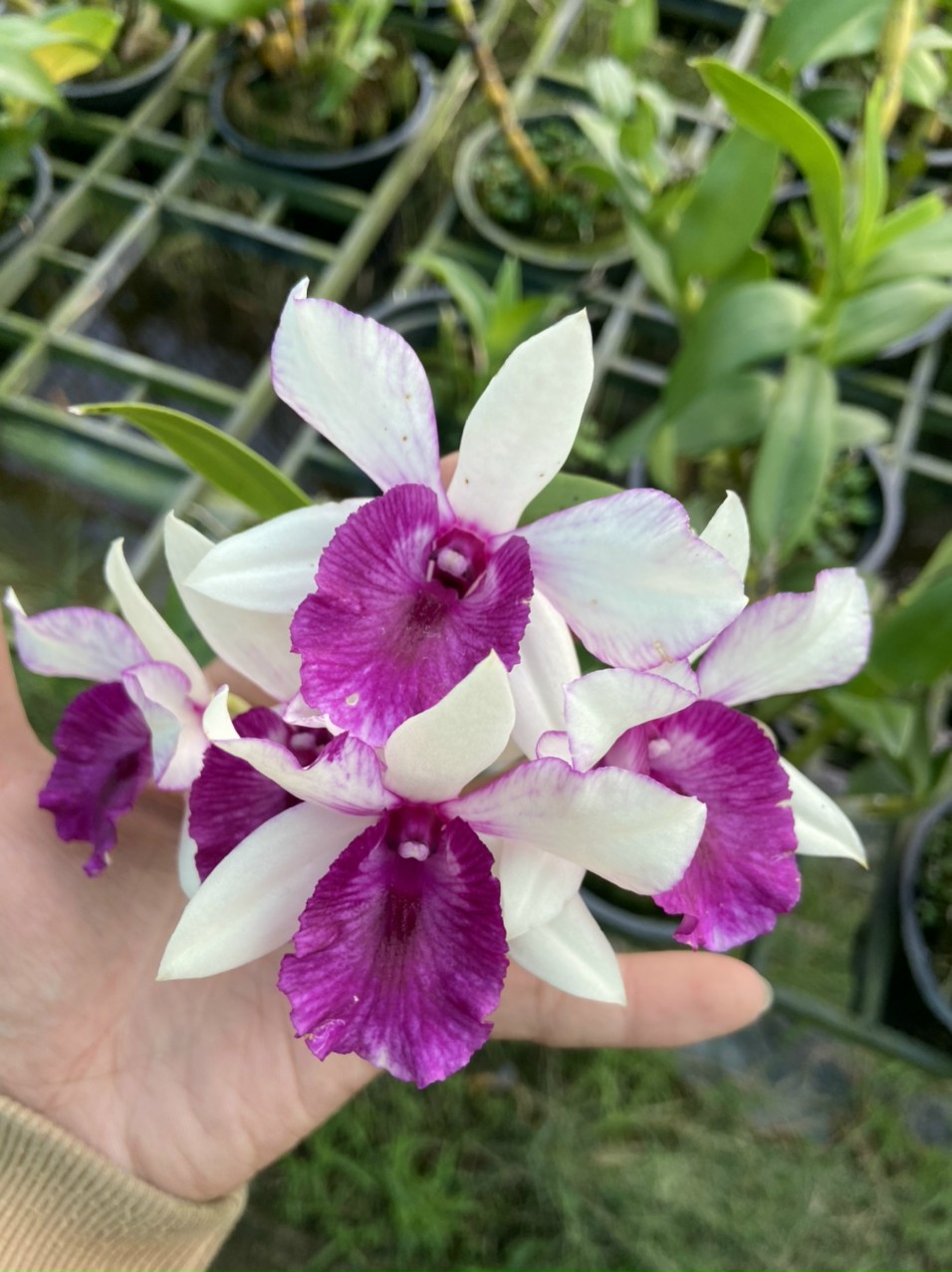 Hoa lan Dendro lai cát Thủy tiên, hoa rất thơm, chậu cây trưởng thành, nhiều thân, sắp ra hoa