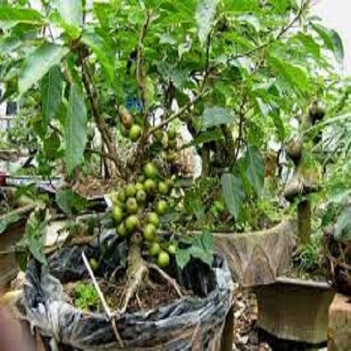 Chậu cây sung cảnh đang quả hàng gửi đi nguyên chậu