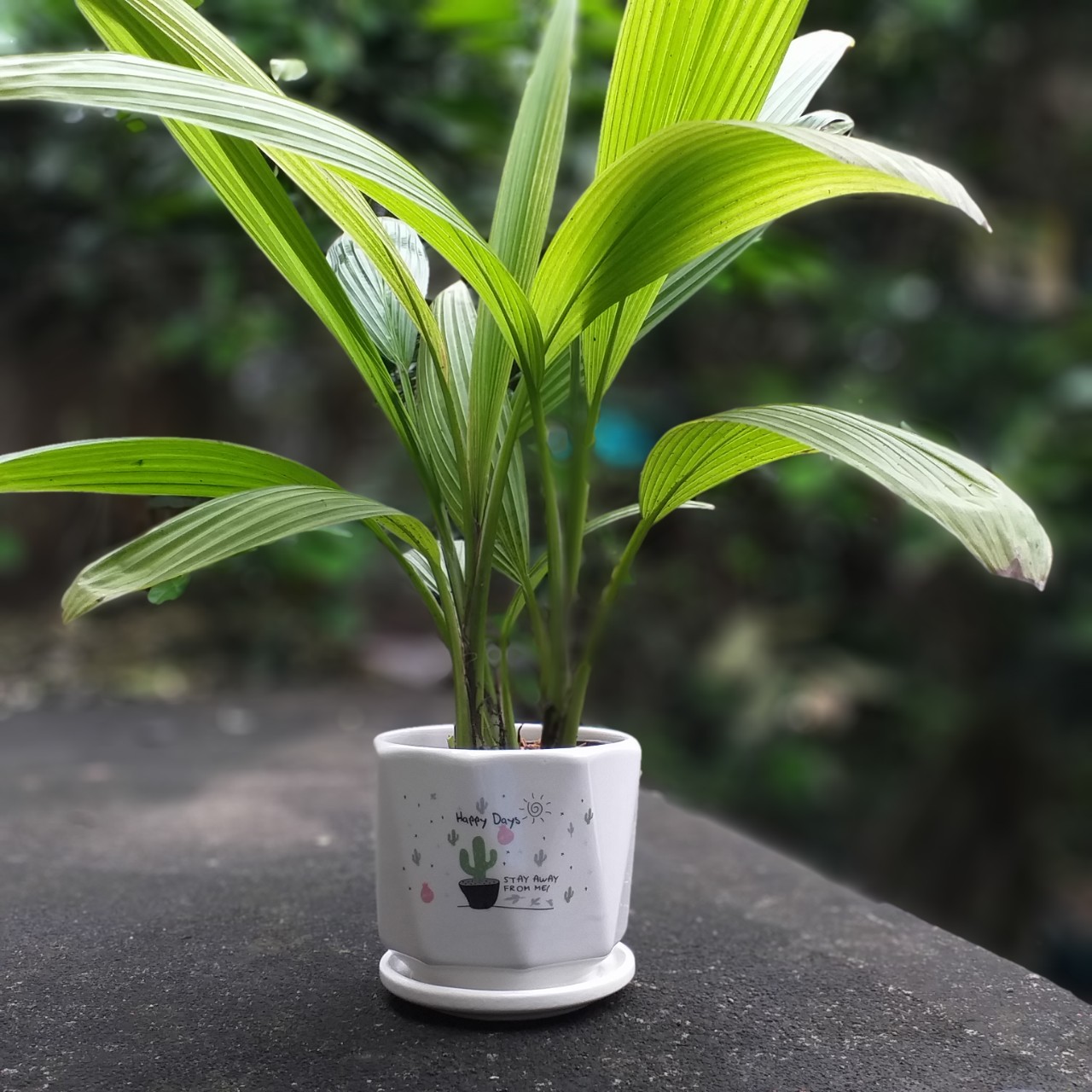 Chậu cây Sâm cau