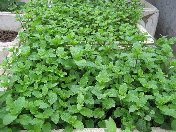 Gói 0.2g hạt giống bạc hà Âu sinh trưởng khỏe phát triển mạnh mẽ tỉ lệ nảy mầm cao
