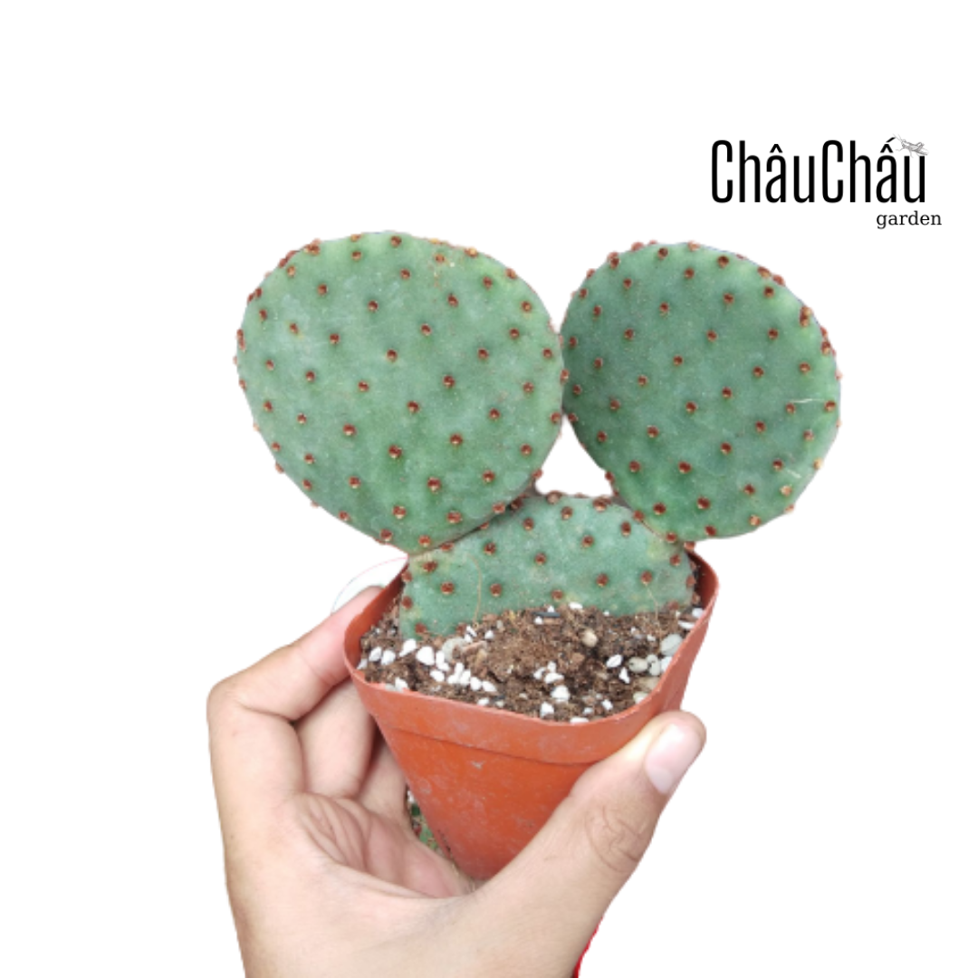 Xương rồng tai mickey - tai voi