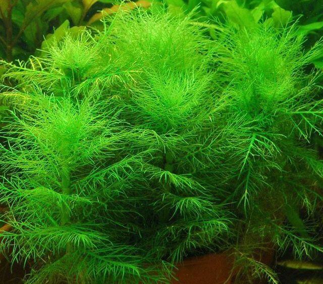 Cây thủy sinh liễu thơm - 20k/10 ngọn