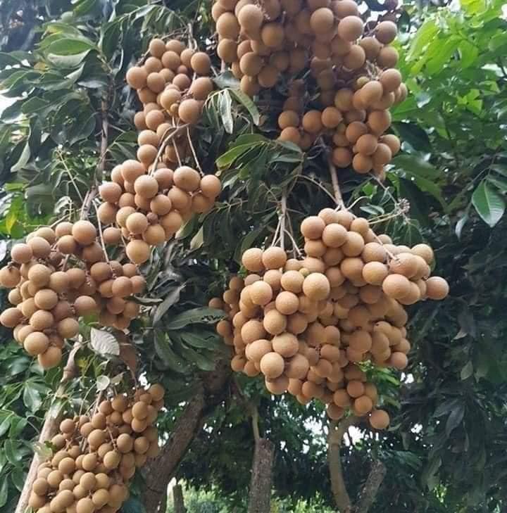 CÂY NHÃN GIỐNG lồng SIÊU NGỌT HƯNG YÊN cây chuẩn f1 siêu năng xuất