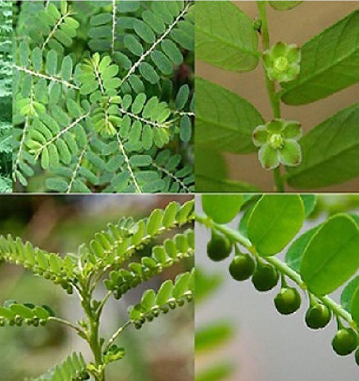 "Gói 50 Hạt " Hạt Giống Diệp Hạ Châu Đắng - Cây Dược Liệu