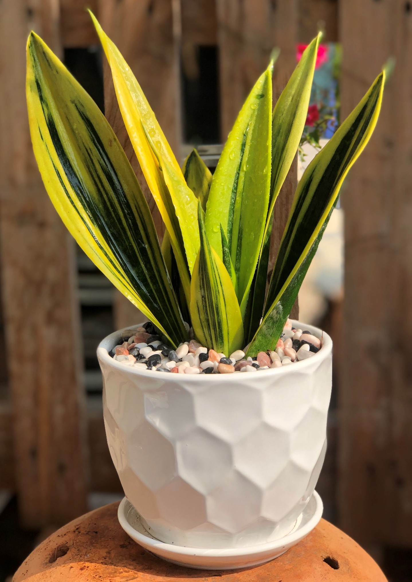 Chậu sứ cây lưỡi hổ hoàng kim để bàn