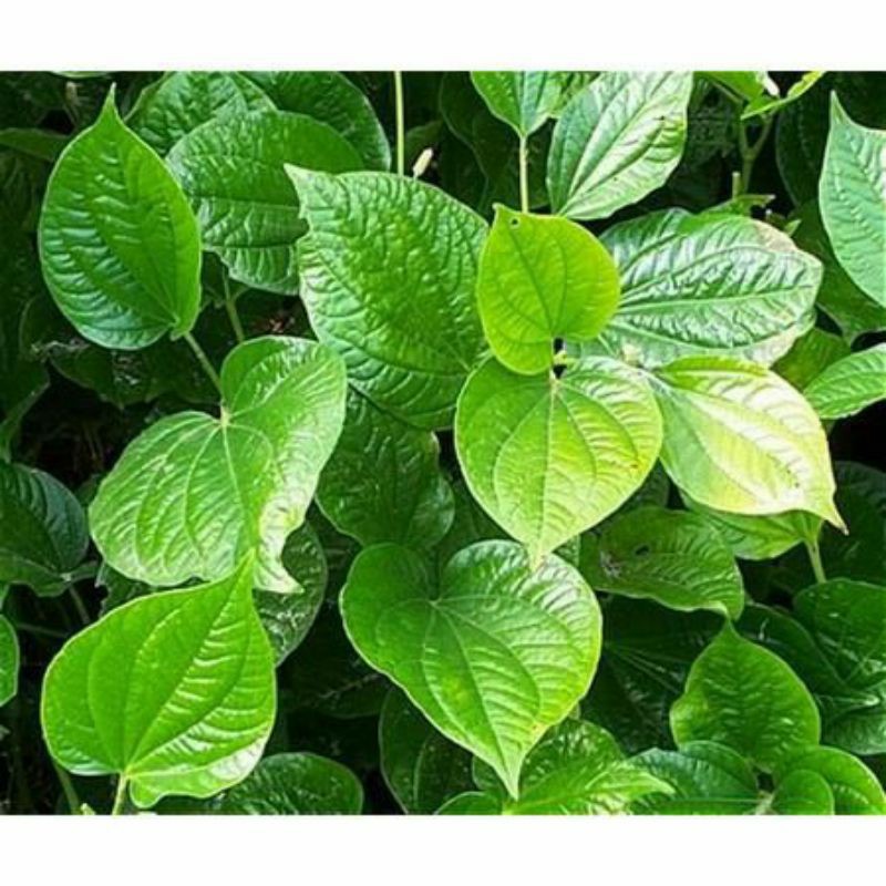 ☘️ cây lá lốt 🌻