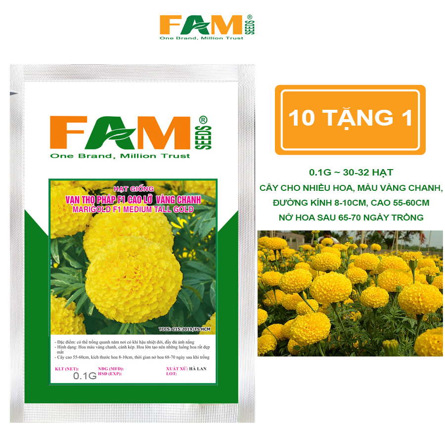 Hạt Giống Hoa Vạn Thọ Pháp Cao Lỡ F1 Vàng Chanh - Hạt Nảy Mầm Khỏe, Đều, Cây Lớn Nhanh, Kháng Bệnh Tốt, Cao 50-60cm, Đường Kính Hoa 8-10cm