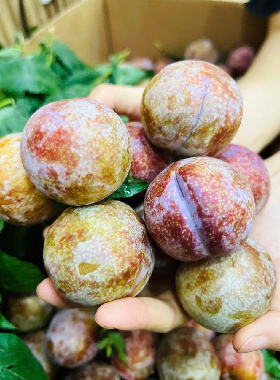 [HCM] Mận Hậu Mộc Châu Sơn La / Mận Hà Nội - mận đầu mùa chua chua ngọt ngọt VG FARM
