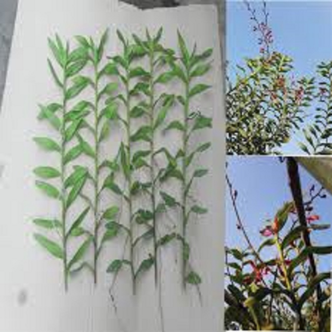 Com bo 5 cây giống lan phượng vỹ đỏ