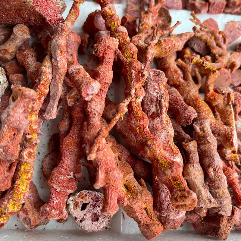 San Hô Đỏ Vụn - San Hô Đỏ Nguyên Cành dùng làm cốt bát nhang phong thuỷ