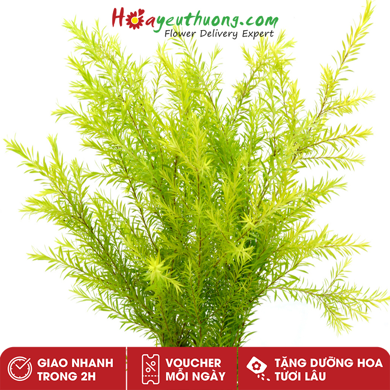Lá Hoàng Kim Hoayeuthuong - Lá cắm hoa